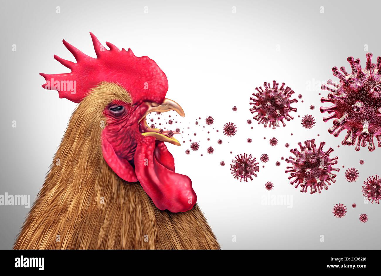Spreading Bird Flu and Highly Pathogenic Avian Influenza or HPAI crisis and farm virus as a viral poultry infected chicken or livestock health risk fo Stock Photo