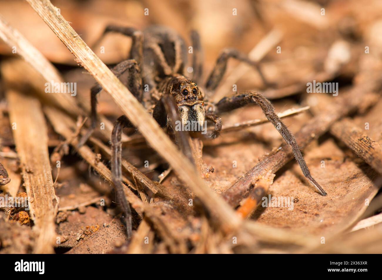 Wolf spiders are members of the family Lycosidae. They are robust and agile hunters with excellent eyesight. They live mostly in solitude, hunt alone, Stock Photo