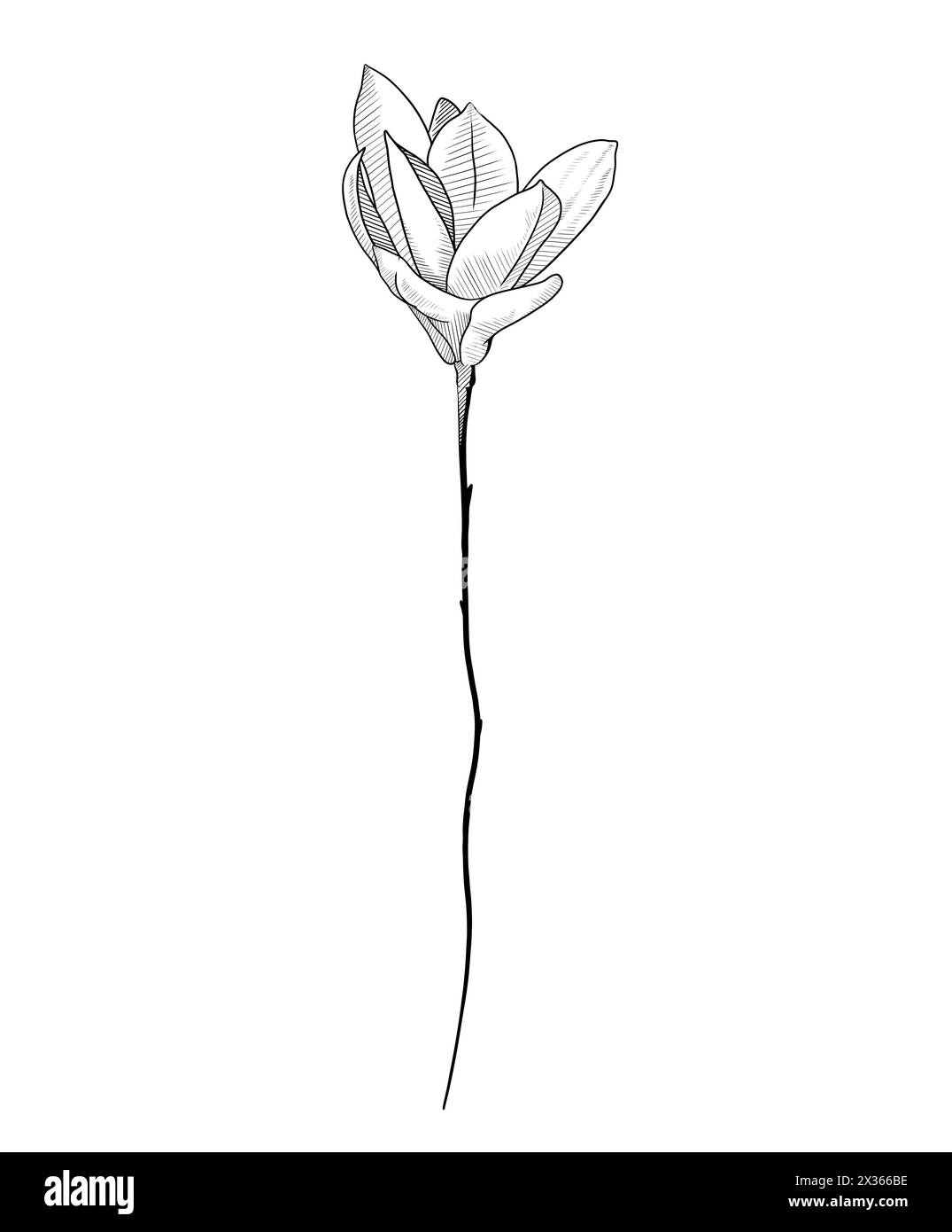 Blooming magnolia flower on white background. Black and white illustration Stock Photo