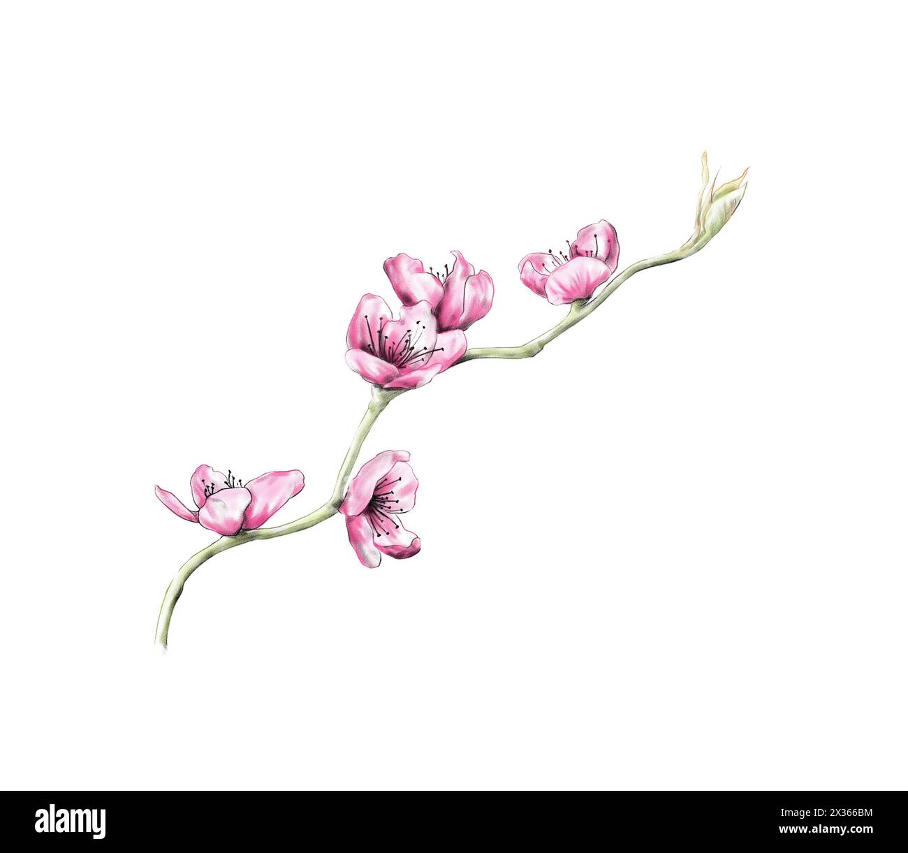 Blooming sakura tree branch with pink flowers on white background, illustration Stock Photo