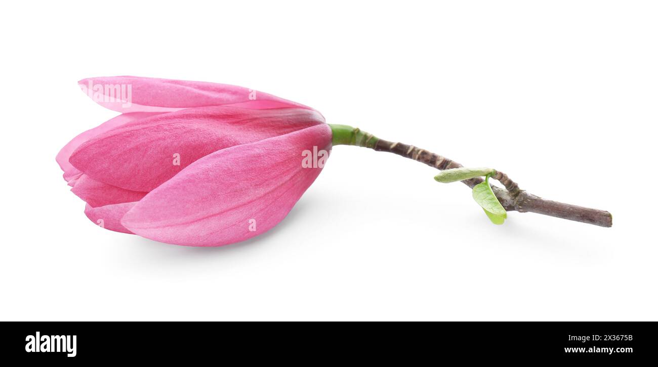 Beautiful pink magnolia flower isolated on white Stock Photo - Alamy