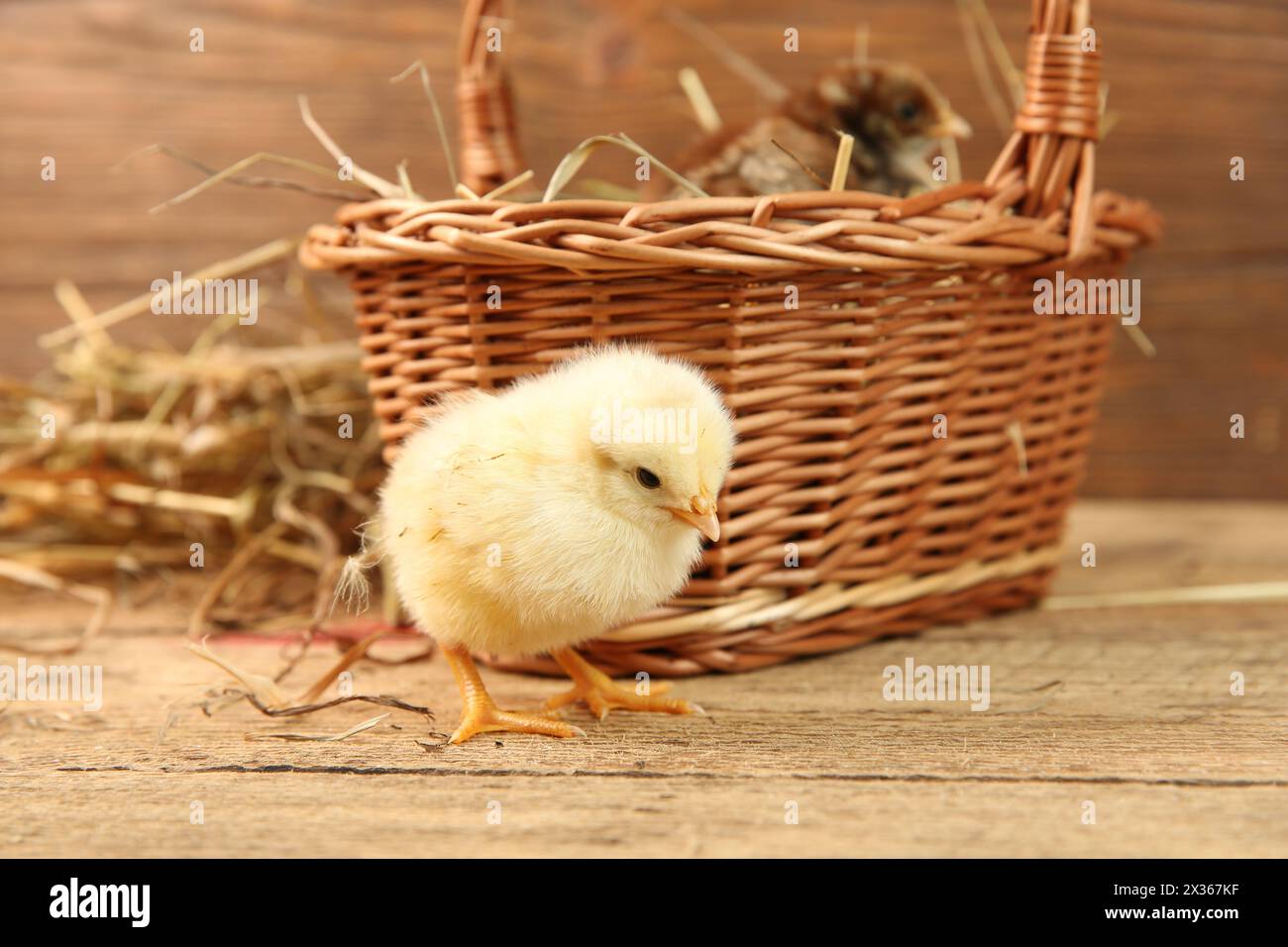 Cute chicks and wicker basket on wooden table. Baby animals Stock Photo
