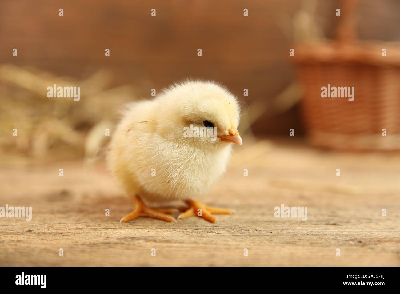 Cute chick on wooden table. Baby animal Stock Photo