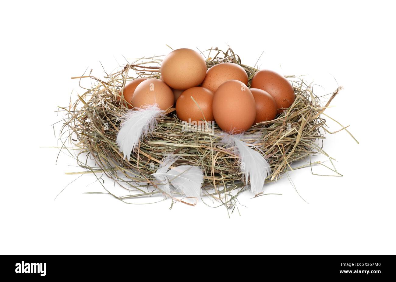 Fresh chicken eggs in nest isolated on white Stock Photo - Alamy