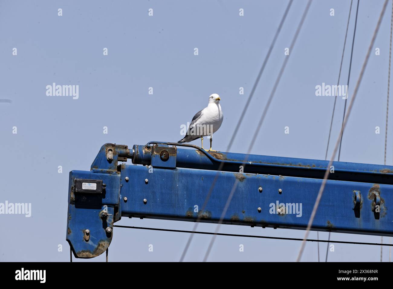 Sete, France. 18th April, 2022. A seagull resting on a metal arm of a ...