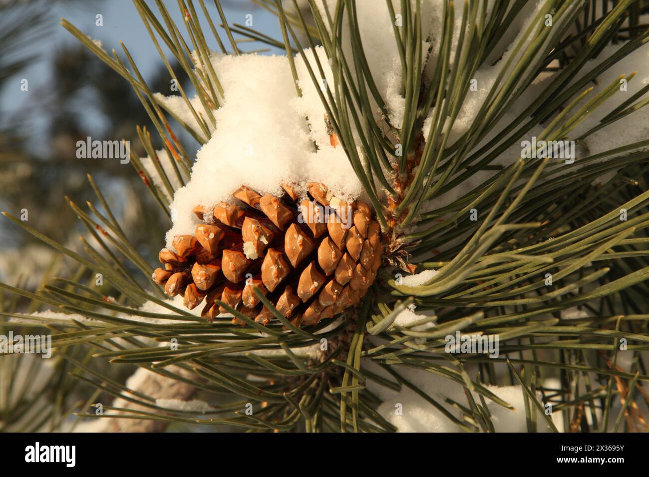 Close-up of fresh snow on pine (Pinus) cone on a tree branch in Montana Stock Photo