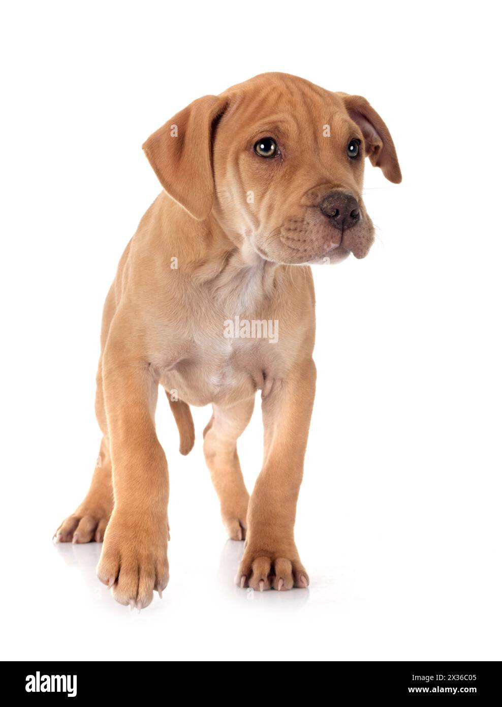 puppy american pit bull terrier and chihuahuain front of white background Stock Photo
