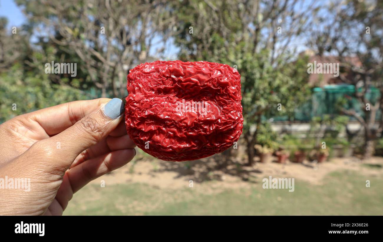 Female holding Wrinkled red capsicum vegetable on white background. Wrinkly shriveled skin red bellpepper Stock Photo