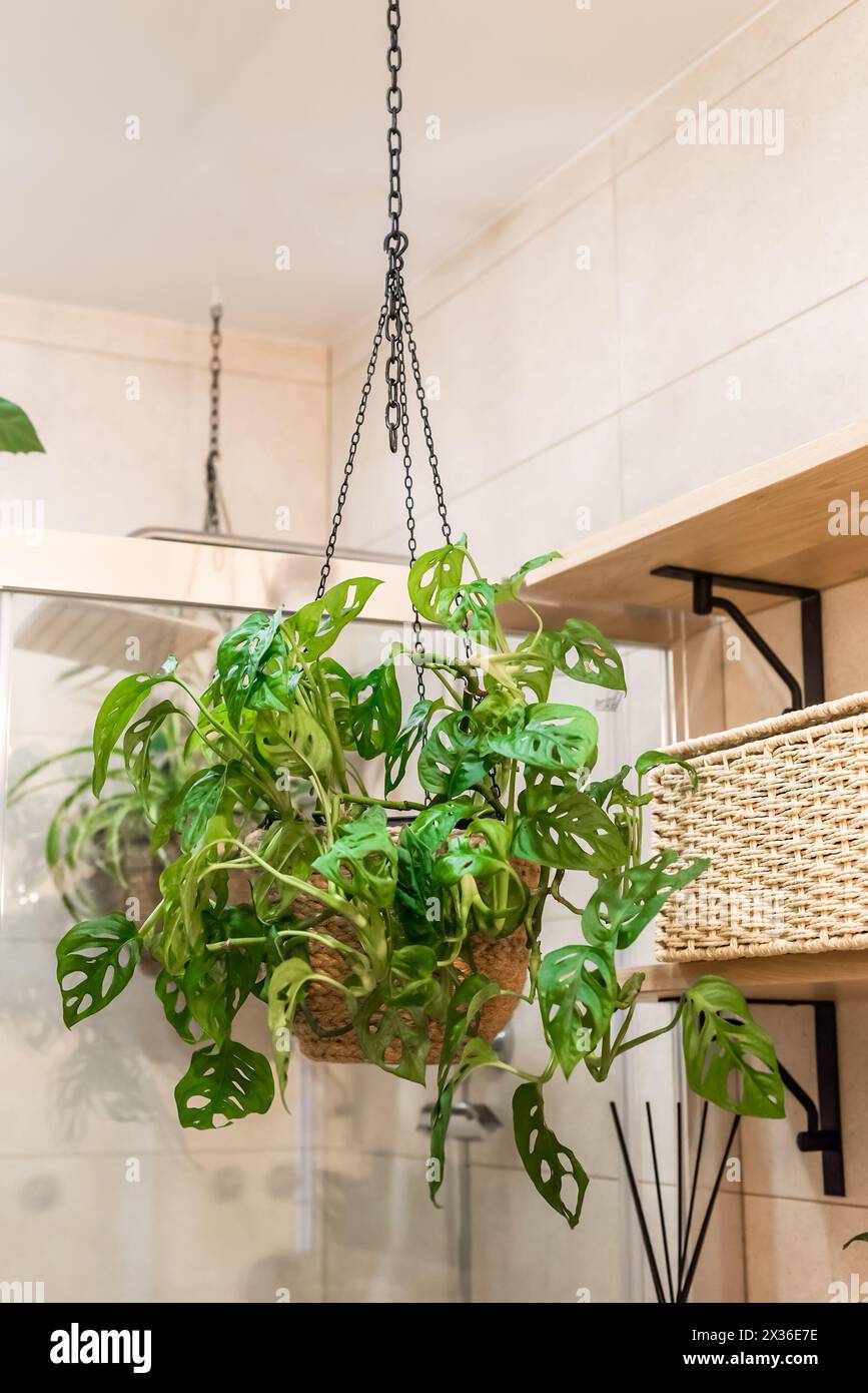 Monstera adansonii the Adanson's monstera, Swiss cheese plant or five