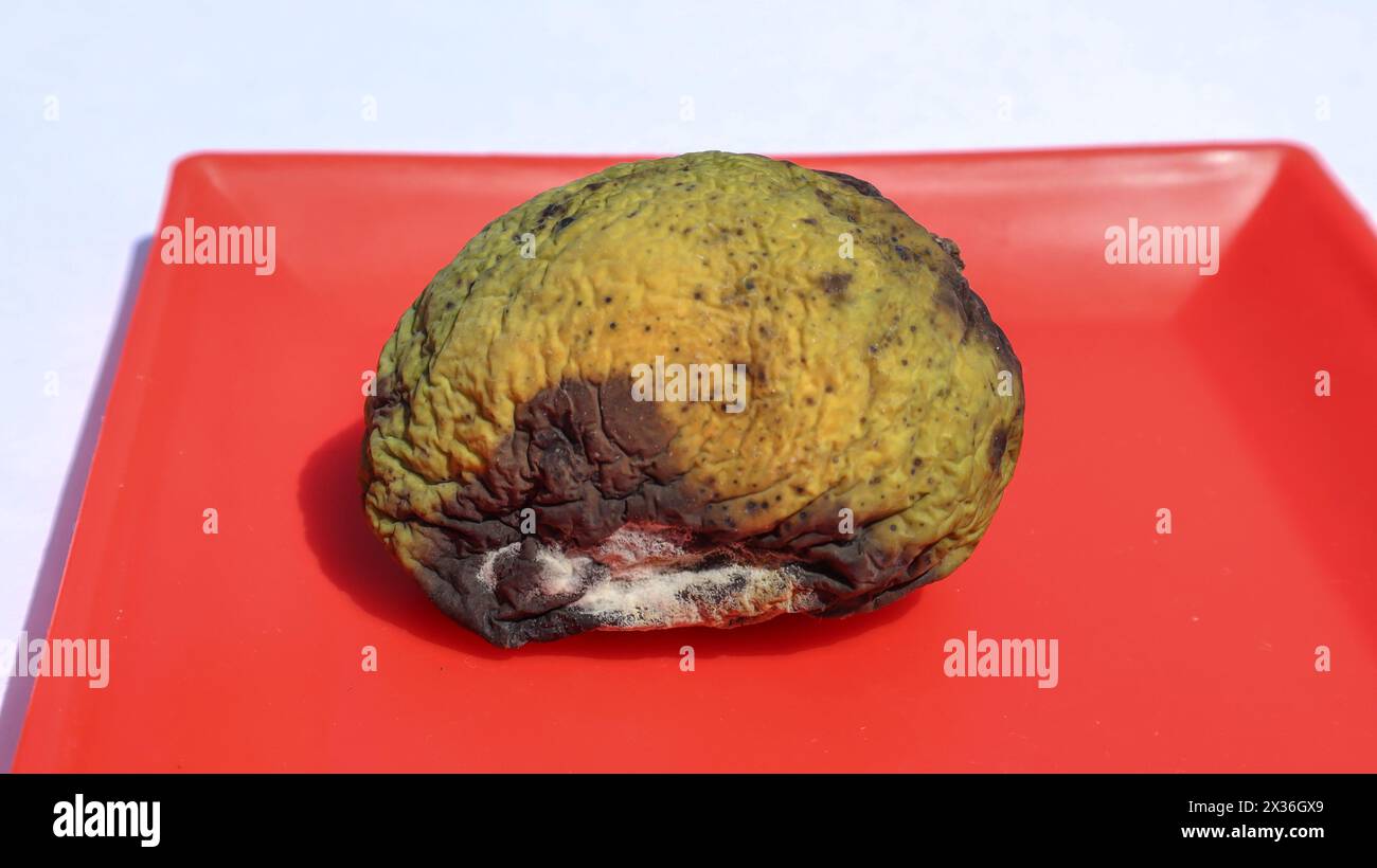 Damaged Spoilt fruit. White moldy spoiled green raw mango developed white moulds and fungus Stock Photo