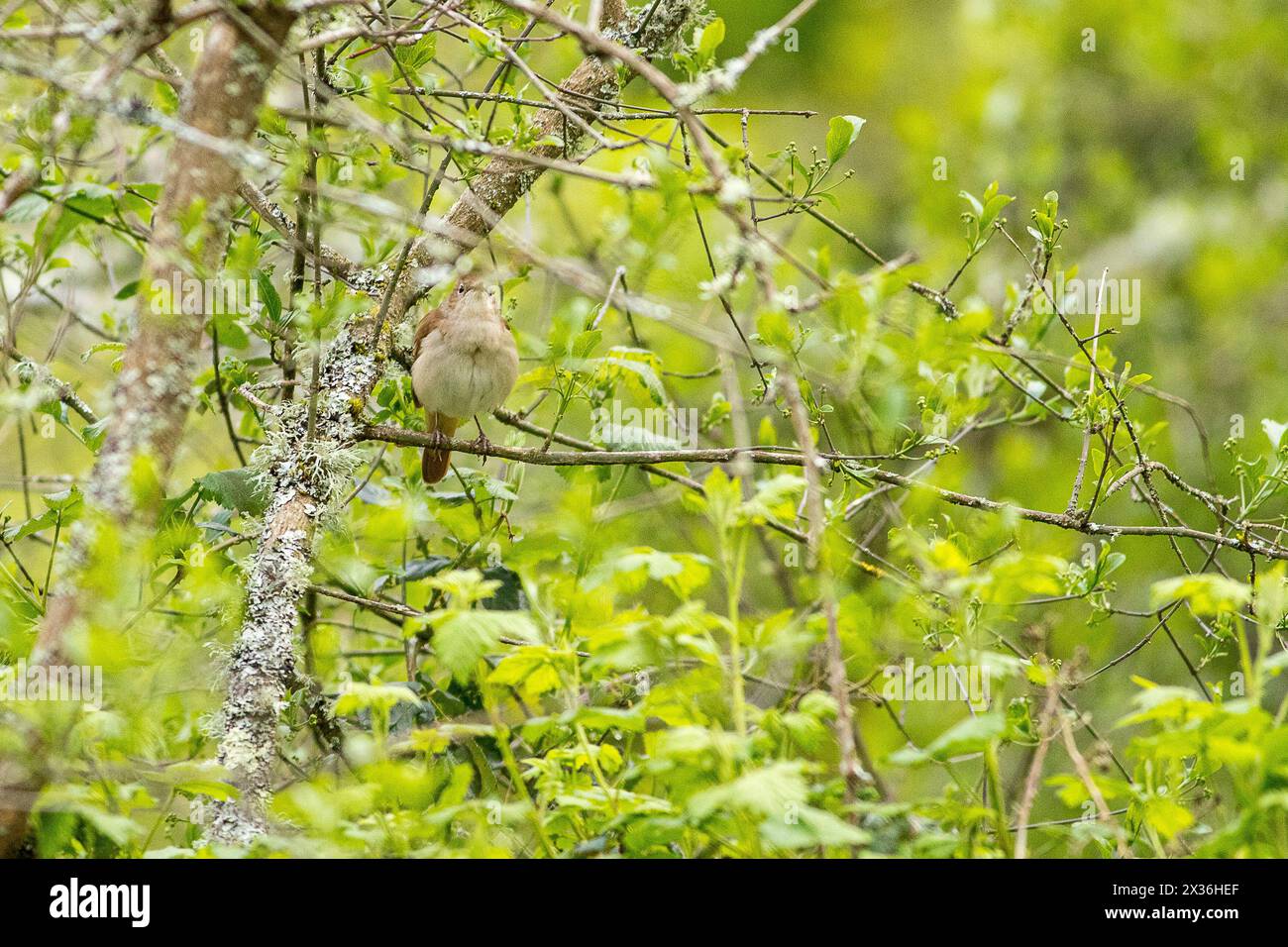 Milford Common, Godalming. 24th April 2024. A cloudy end to the day for the Home Counties with isolated sunny spells. A nightingale (luscinia megarhynchos) perched in a tree at Milford Common near Godalming in Surrey. Credit: james jagger/Alamy Live News Stock Photo