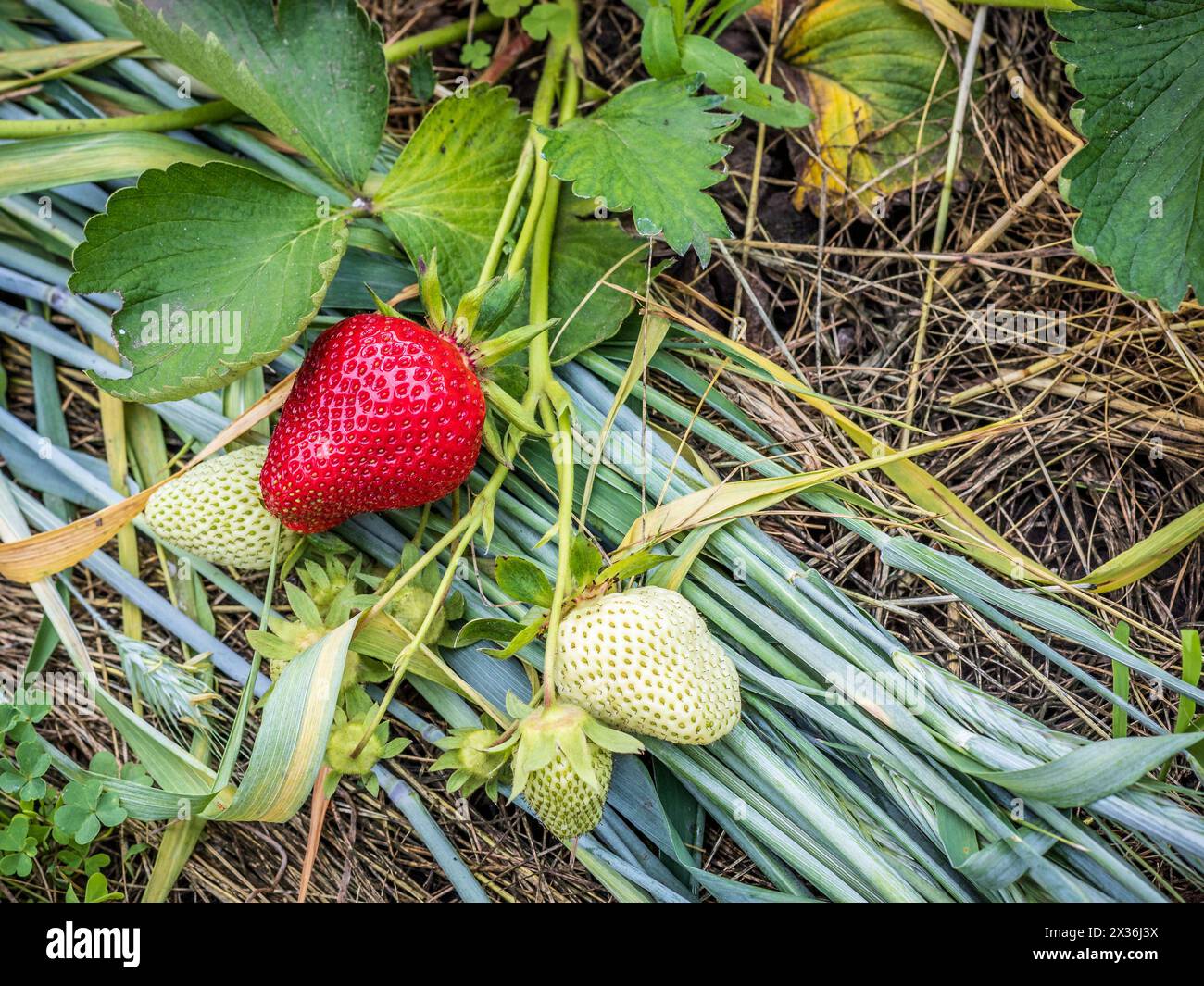 Strawberry plant. Strawberry bush in the garden with ripe and unripe ...