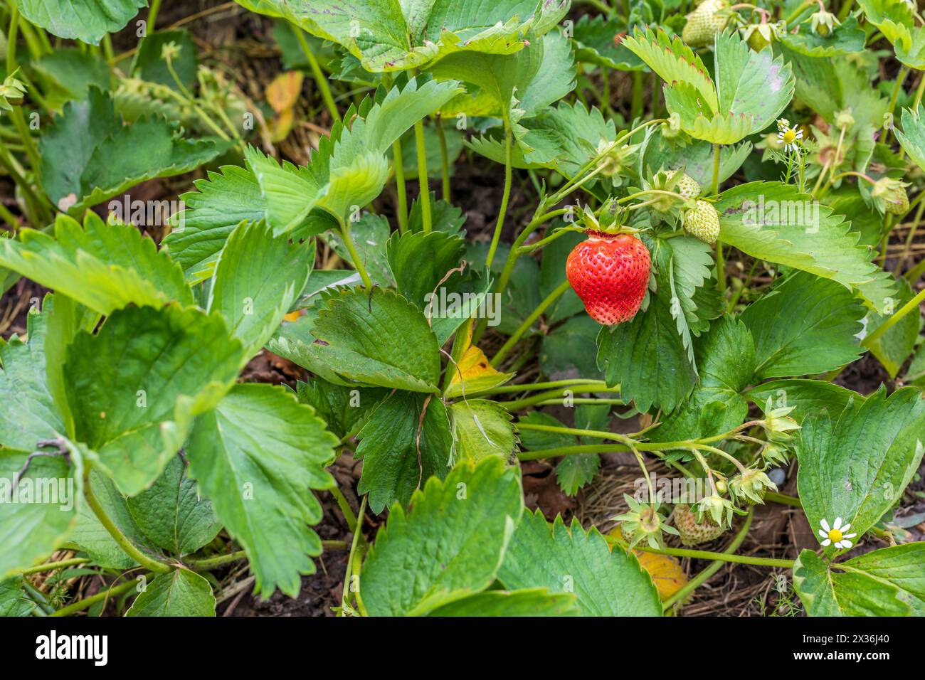 Strawberry plant. Strawberry bush in the garden with ripe and unripe ...