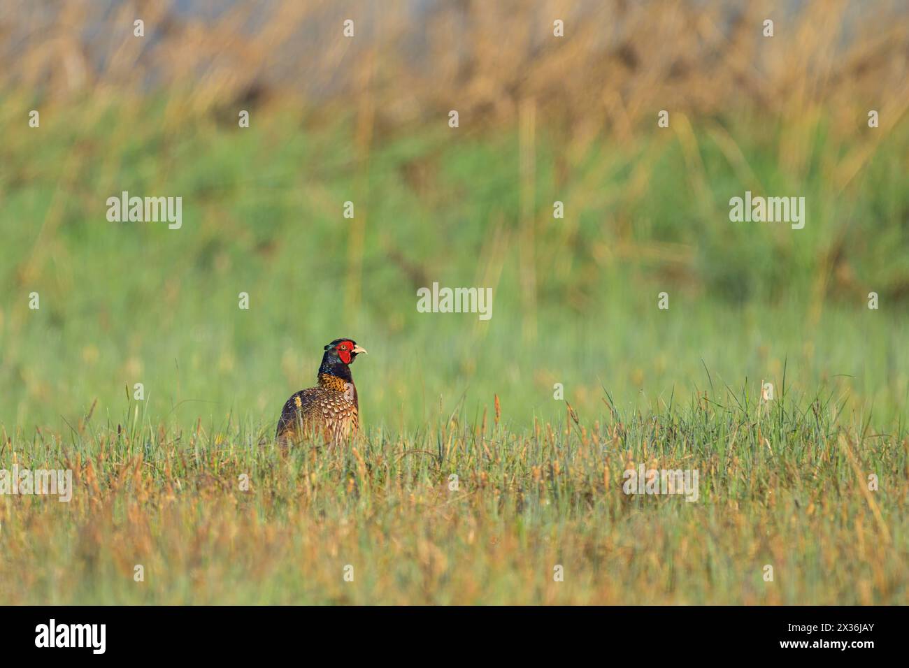 A male Common Pheasant walking in a meadow, sunny morning in springtime, Austria Moosdorf Austria Stock Photo