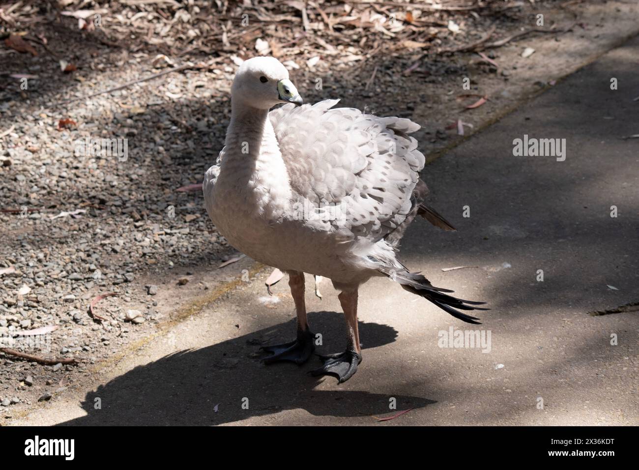 The Cape Barren Goose is a very large, pale grey goose with a ...