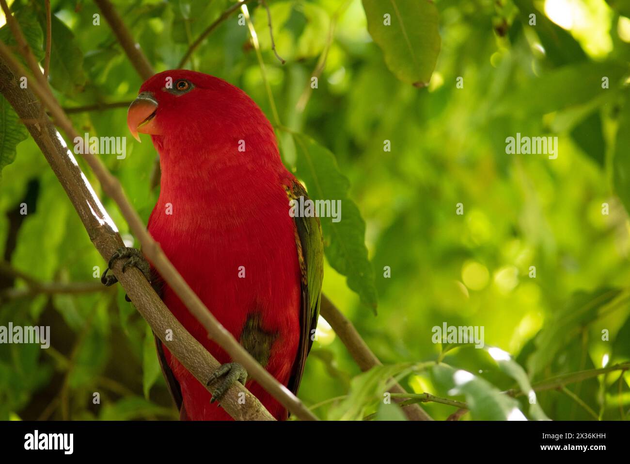 The chattering lory has a red body and a yellow patch on the mantle. The wings and thigh regions are green and the wing coverts are yellow. Stock Photo