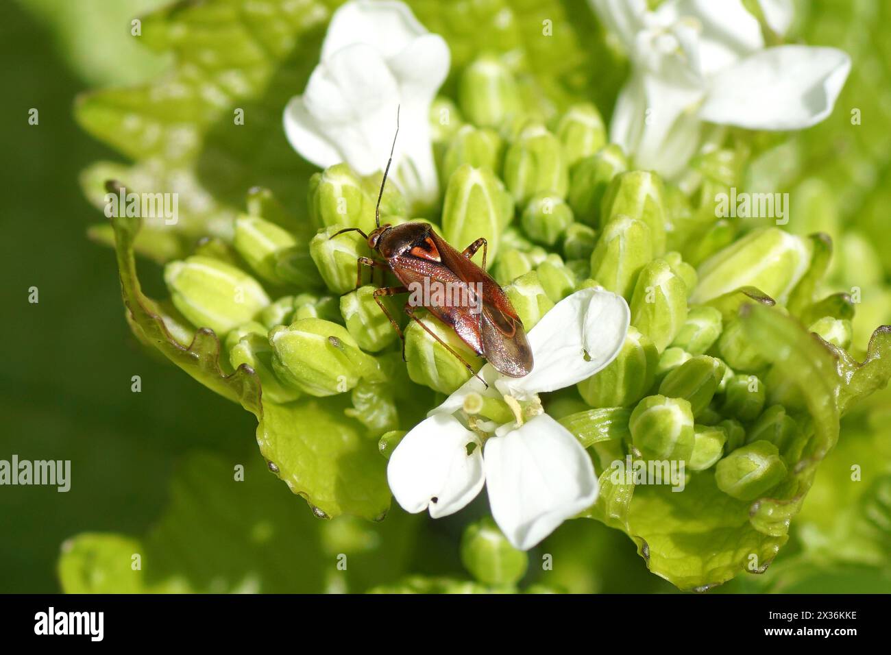 Small plantbug Lygus pratensis, family Plant Bugs Miridae. On flowers, buds of garlic mustard (Alliaria petiolata), family Brassicaceae, Cruciferae. Stock Photo