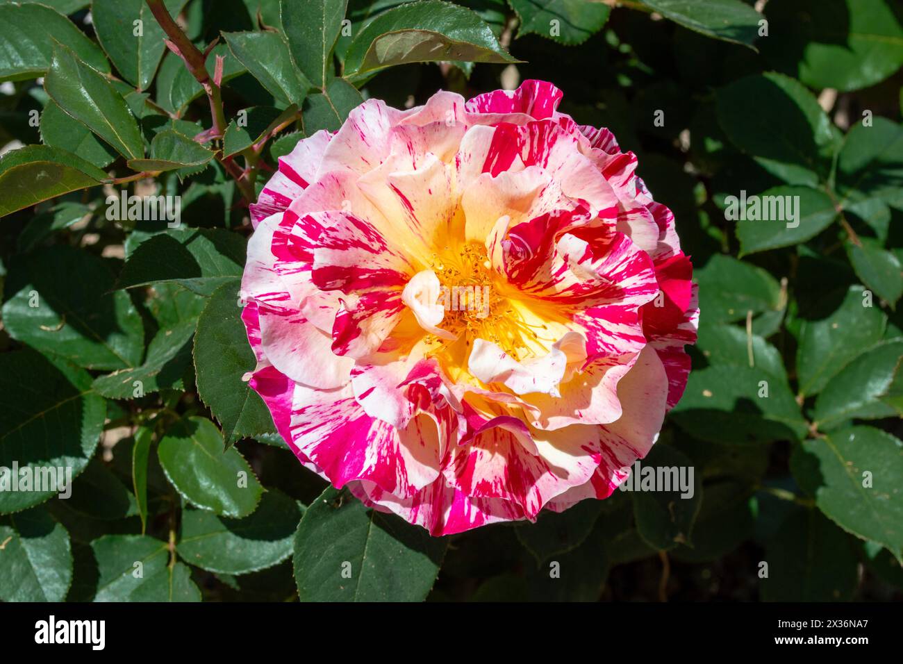 Colored rose Maurice Utrillo Stock Photo