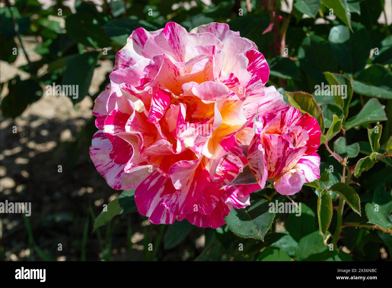Colored rose Maurice Utrillo Stock Photo