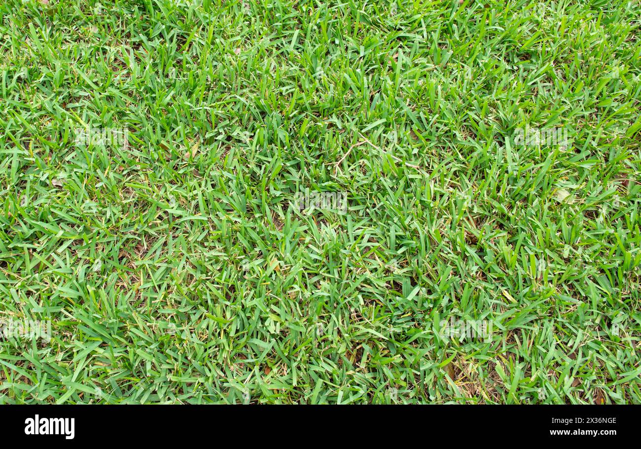 Green grass background in the garden. Strong lawn with thick grass. Stock Photo
