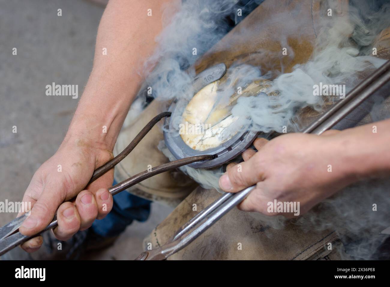 Horse Farriers Near Me Provide Professional Horse Care