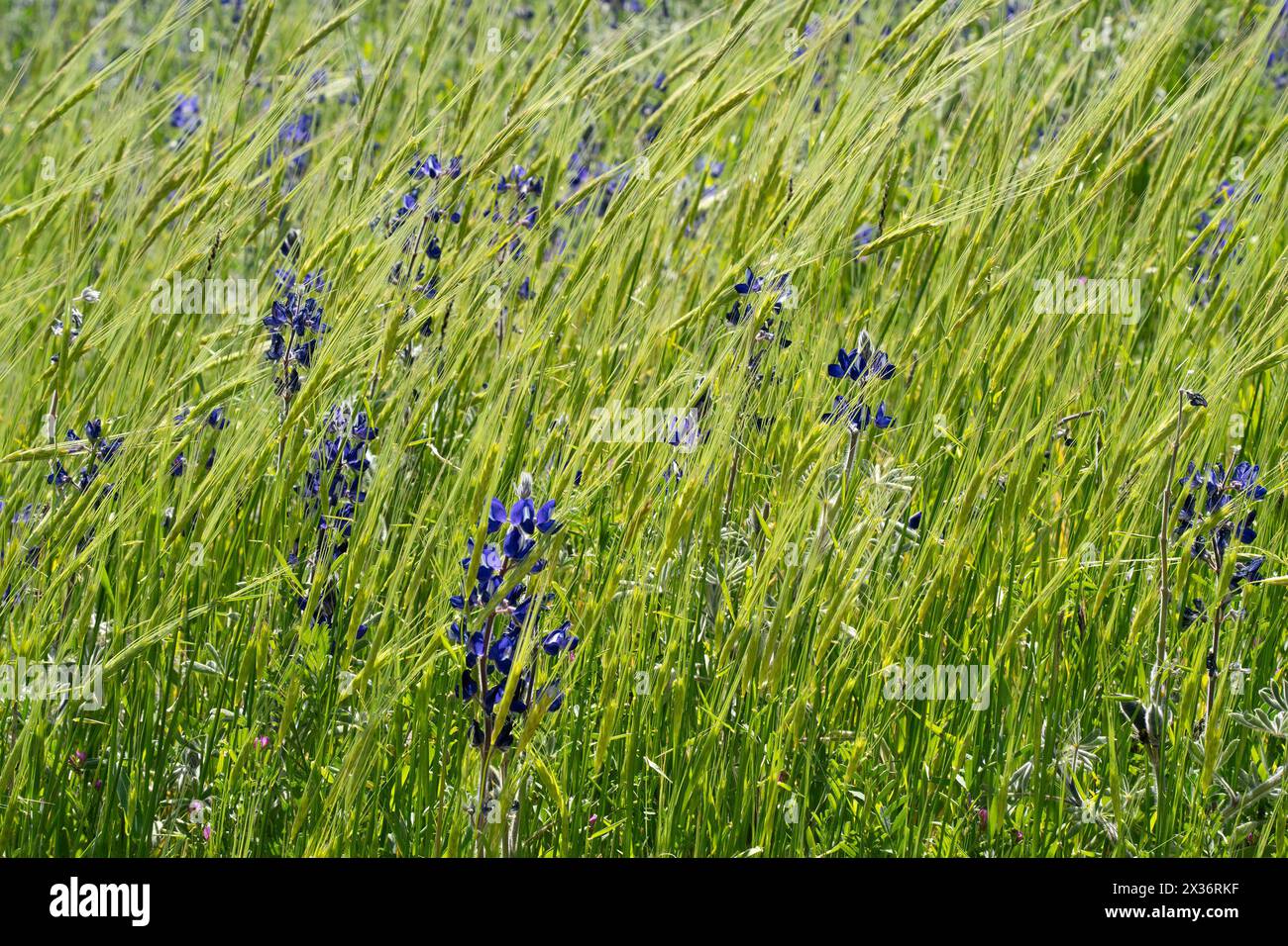 A field of blue lupines and green emmer wheat, on a sunny spring day in Israel. Stock Photo