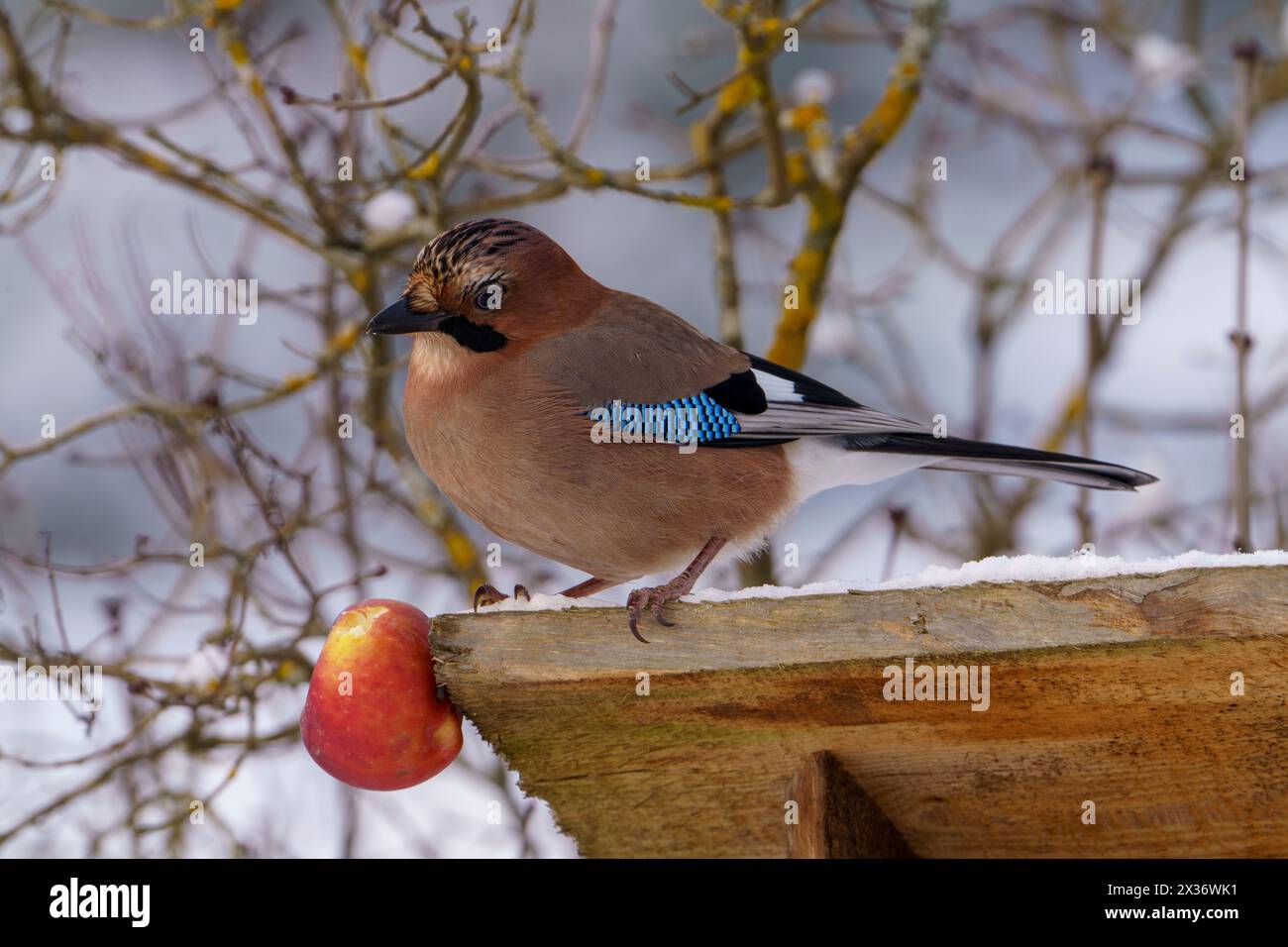 Garrulus glandarius Genus Garrulus Family Corvidae Eurasian Jay wild nature bird photography, picture, wallpaper Stock Photo