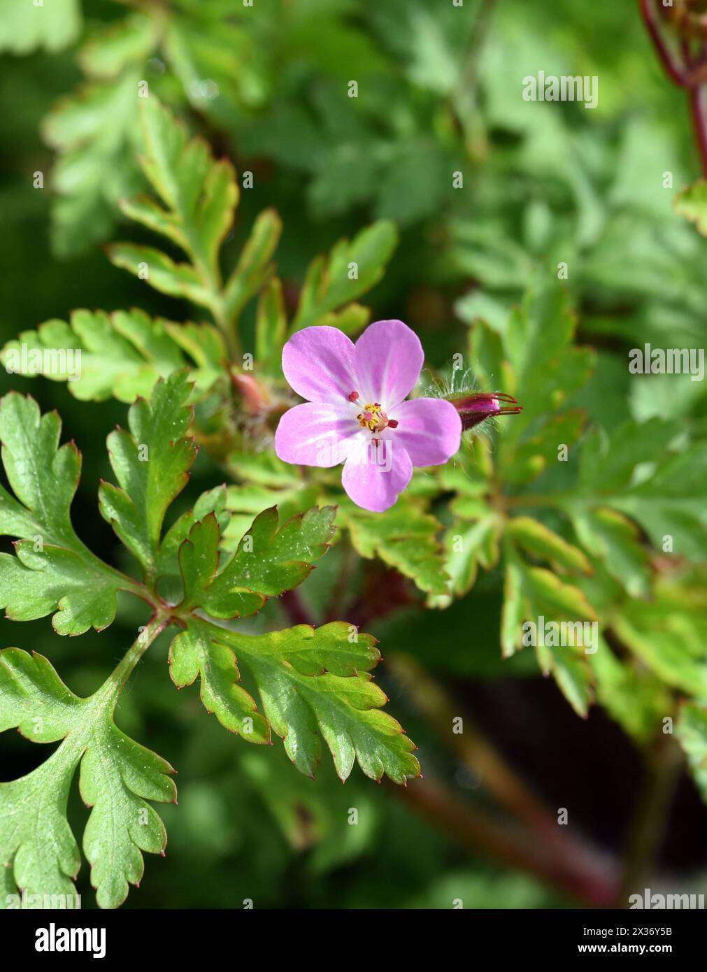 Ruprechtskraut, Geranium robertianum, ist eine wichtige Heilpflanze mit lila Blueten. Ruprechtskraut, Geranium robertianum, is an important medicinal Stock Photo