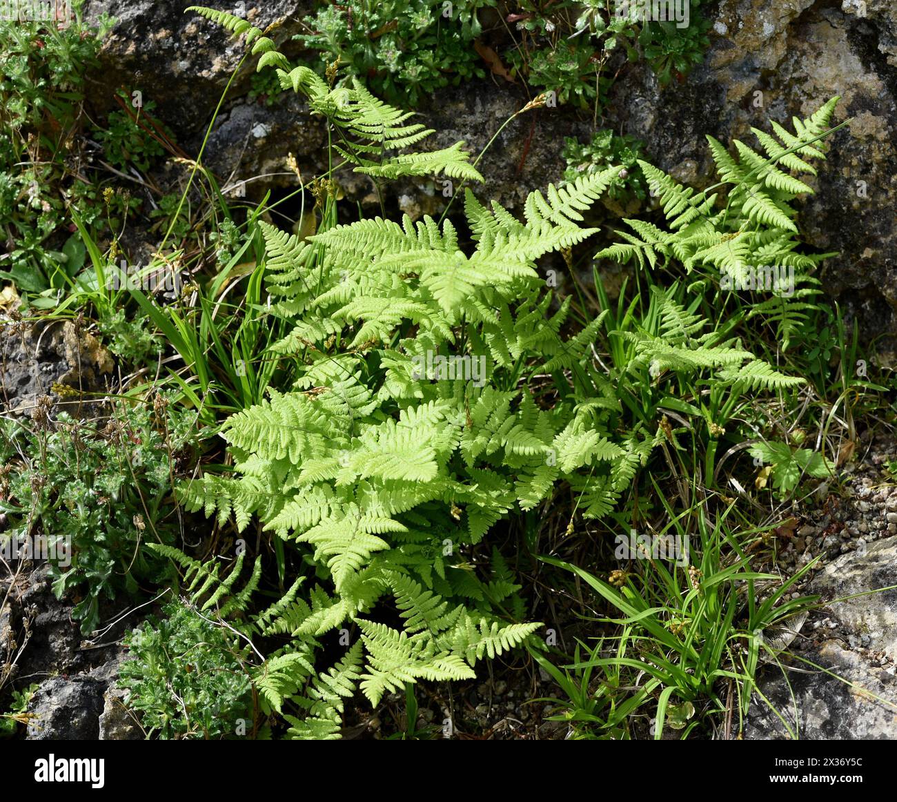 Die art hi-res stock photography and images - Alamy