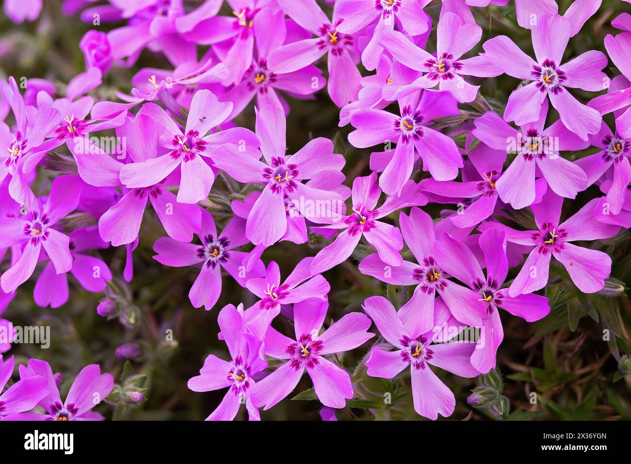 bunch of downy phlox pink flowers (Phlox pilosa) Stock Photo