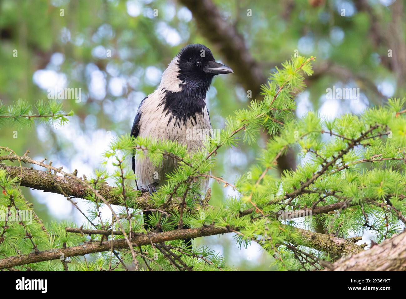 hooded crow perched in a larch tree (Corvus corone cornix) Stock Photo