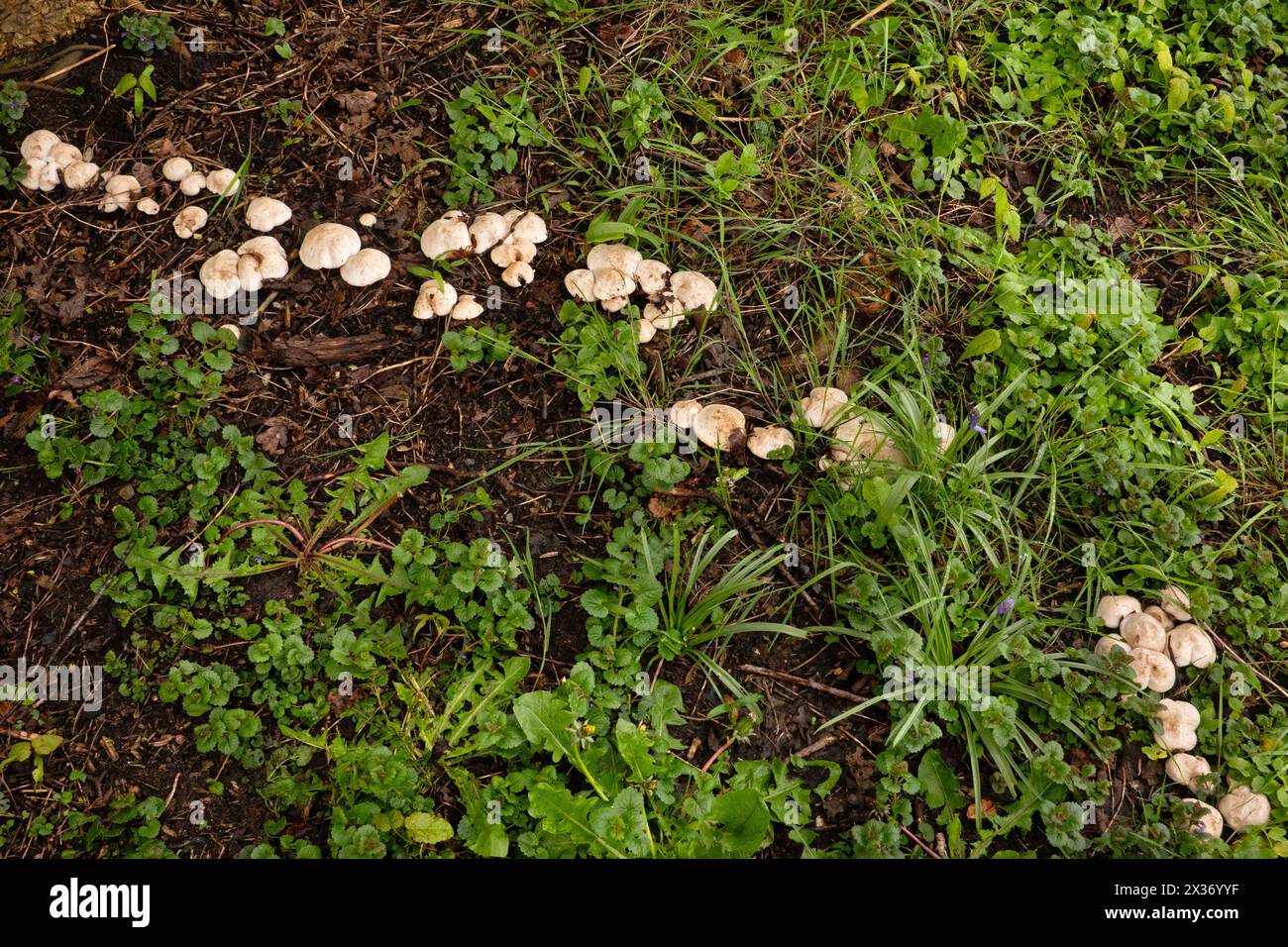 Row of St. George's mushrooms, growing on an underground root of a dead tree Stock Photo