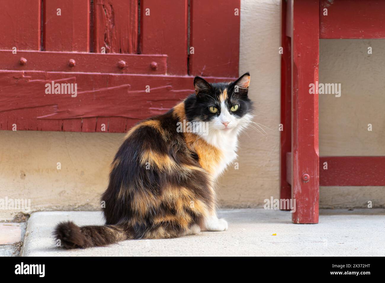 Long-haired calico cat looking at the camera outdoor Stock Photo