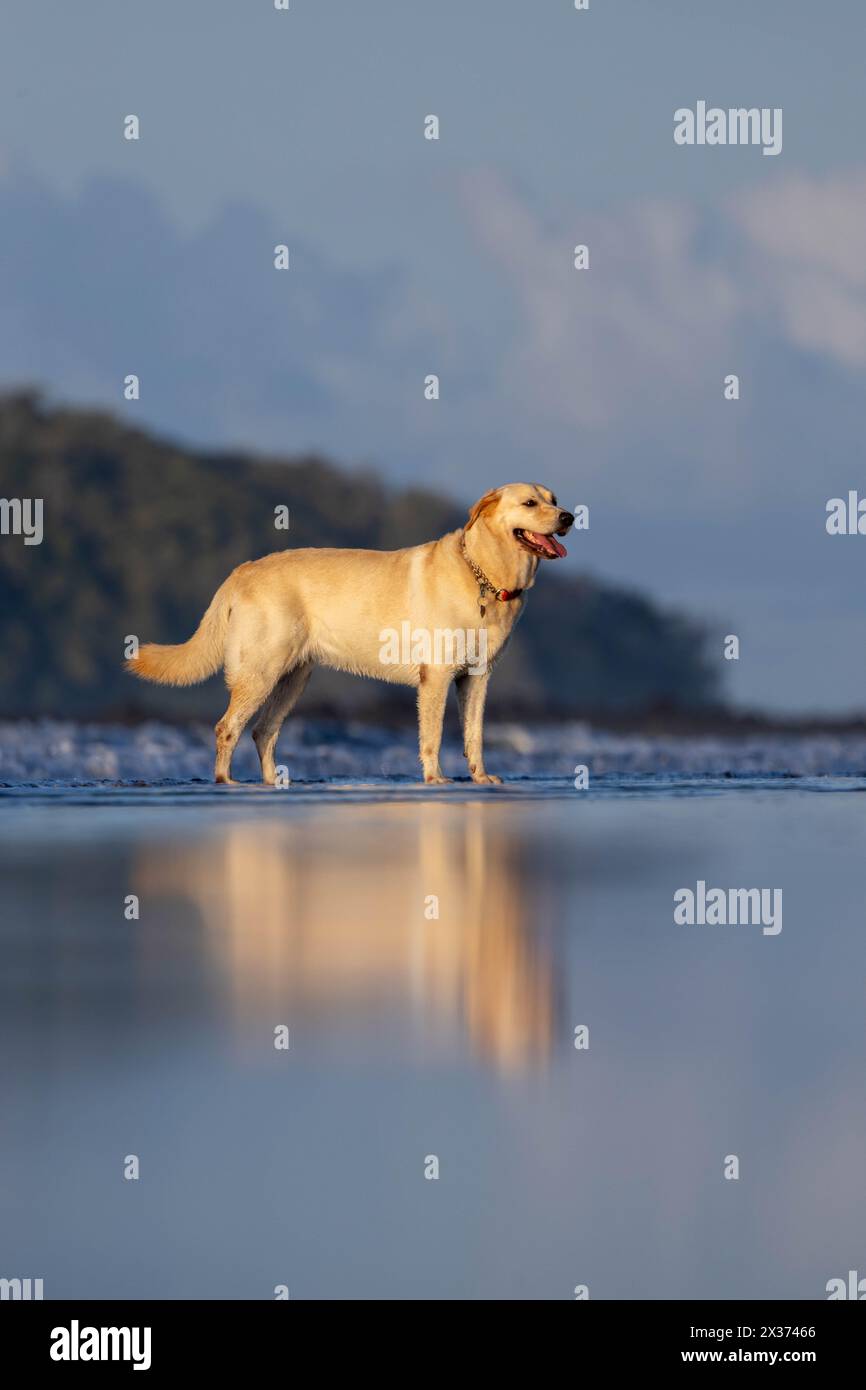 Labrador dog portrait on the beach very happy with tongue out Stock Photo