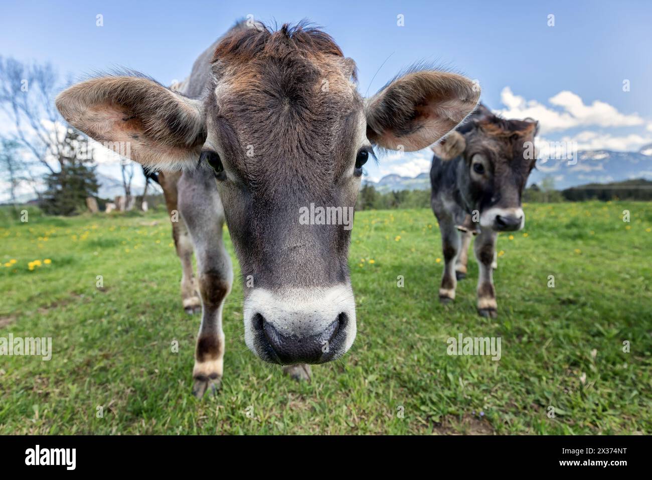 Young cows on cow farm hi-res stock photography and images - Alamy