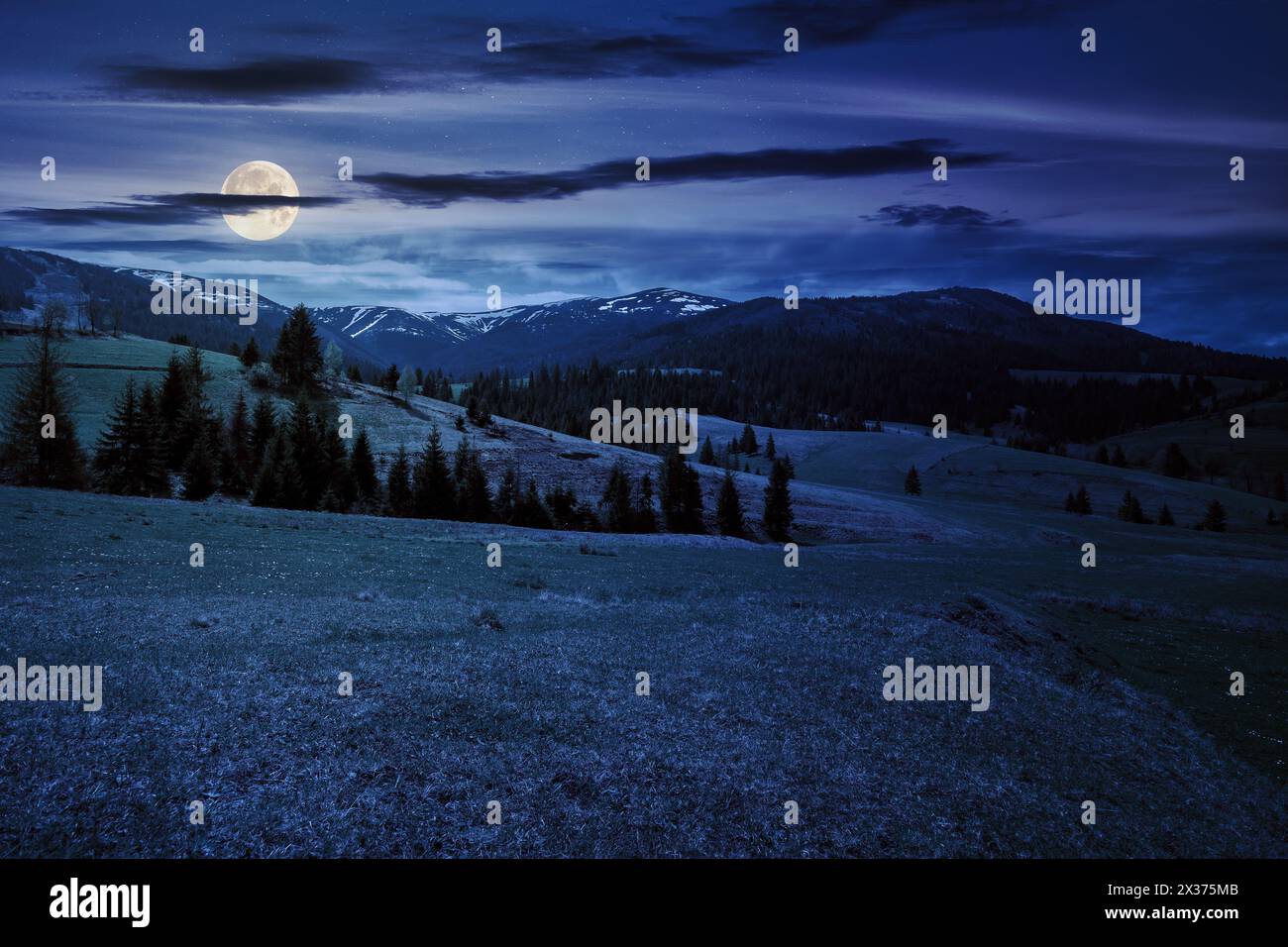 coniferous trees on a grassy hills at night. magical carpathian landscape in full moon light Stock Photo