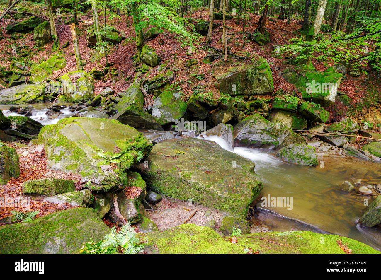 creek among mossy stones in the carpathian primeval beech woods Stock Photo