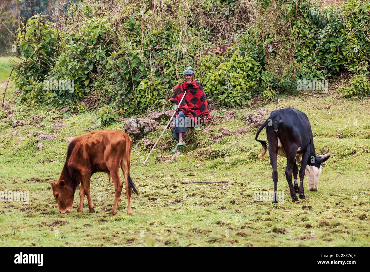 TILILI, ETHIOPIA, APRIL 20.2019. Ethiopian man herds emaciated cows. Tilili, Amhara Region Ethiopia, April 20. 2019 Stock Photo