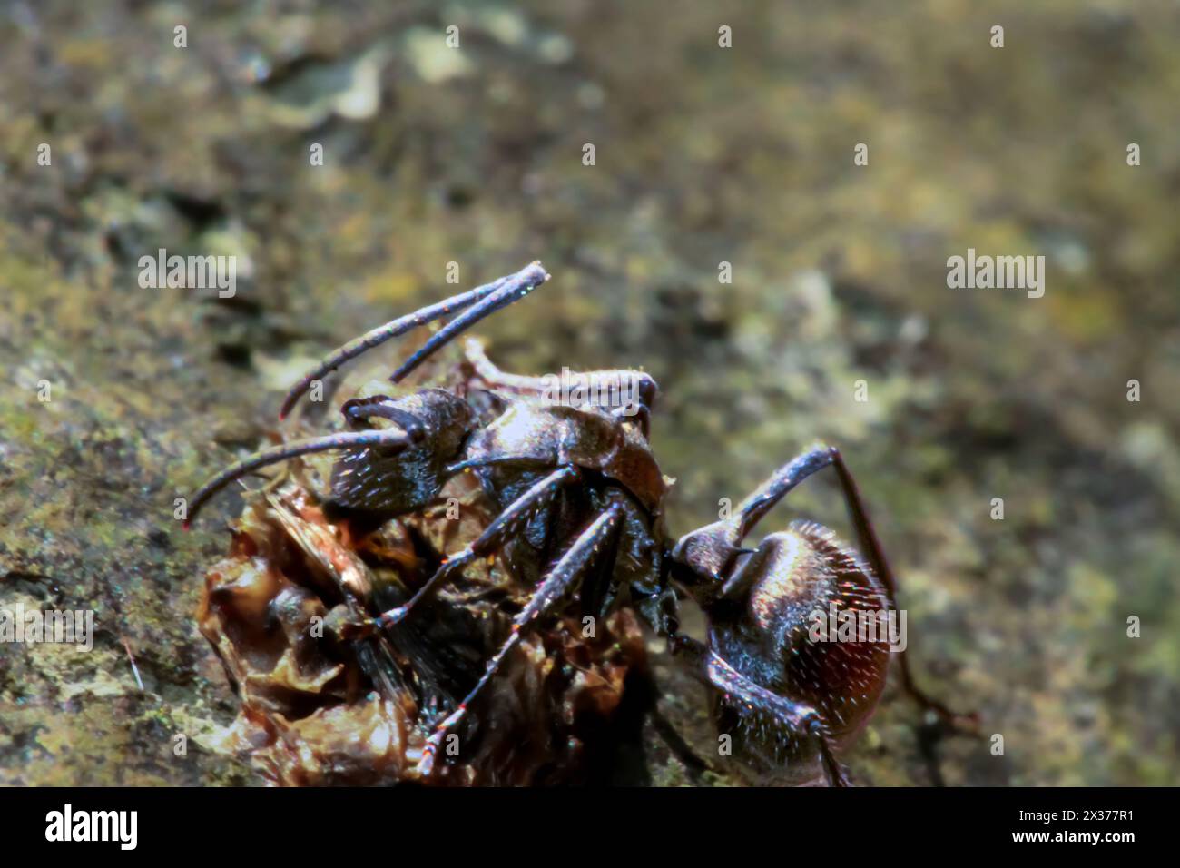 Captured black ant hi-res stock photography and images - Alamy