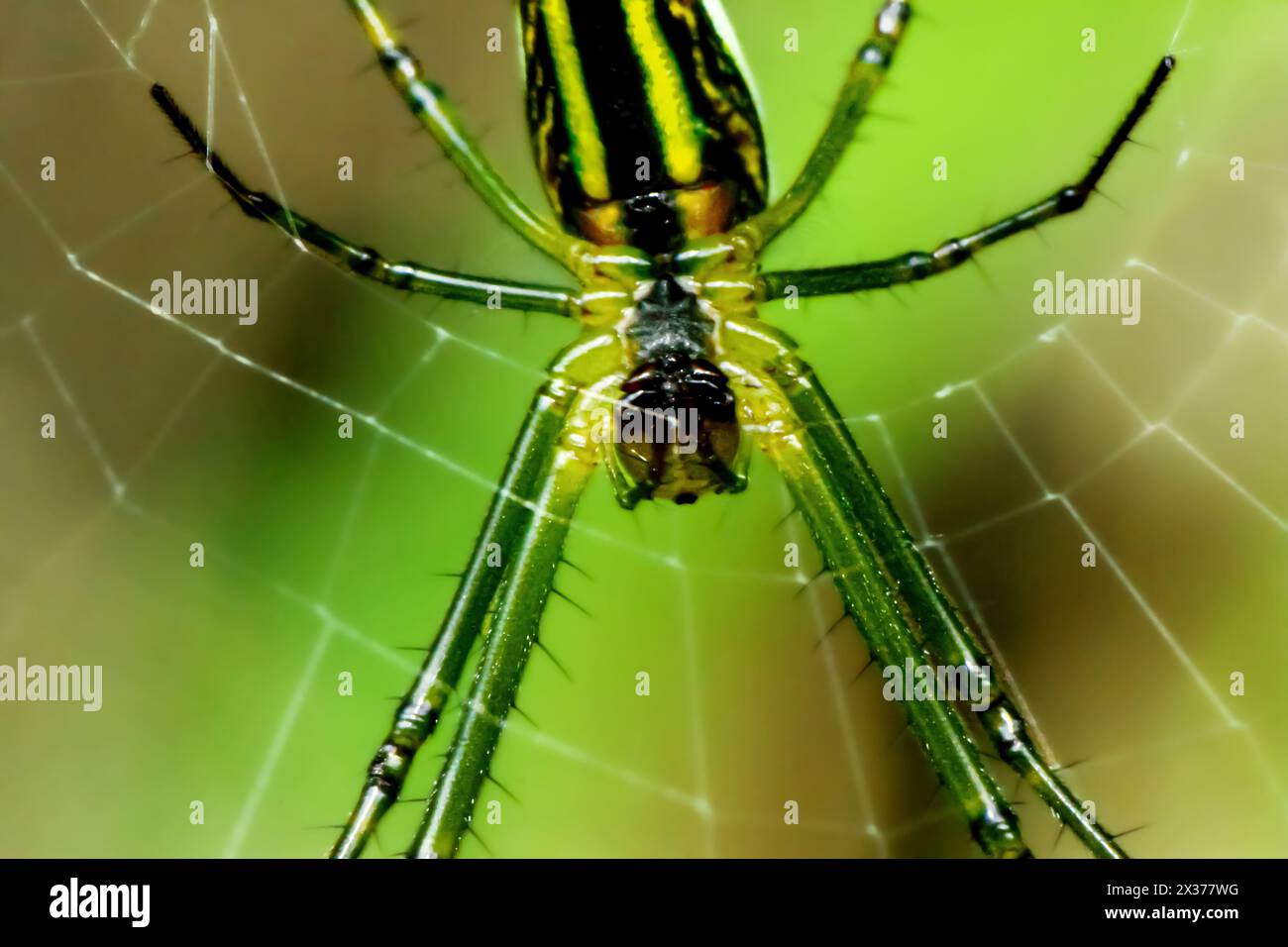 A vibrant Leucauge magnifica spider, showcasing its colorful body, is captured skillfully weaving its intricate web. Wulai District, New Taipei City. Stock Photo