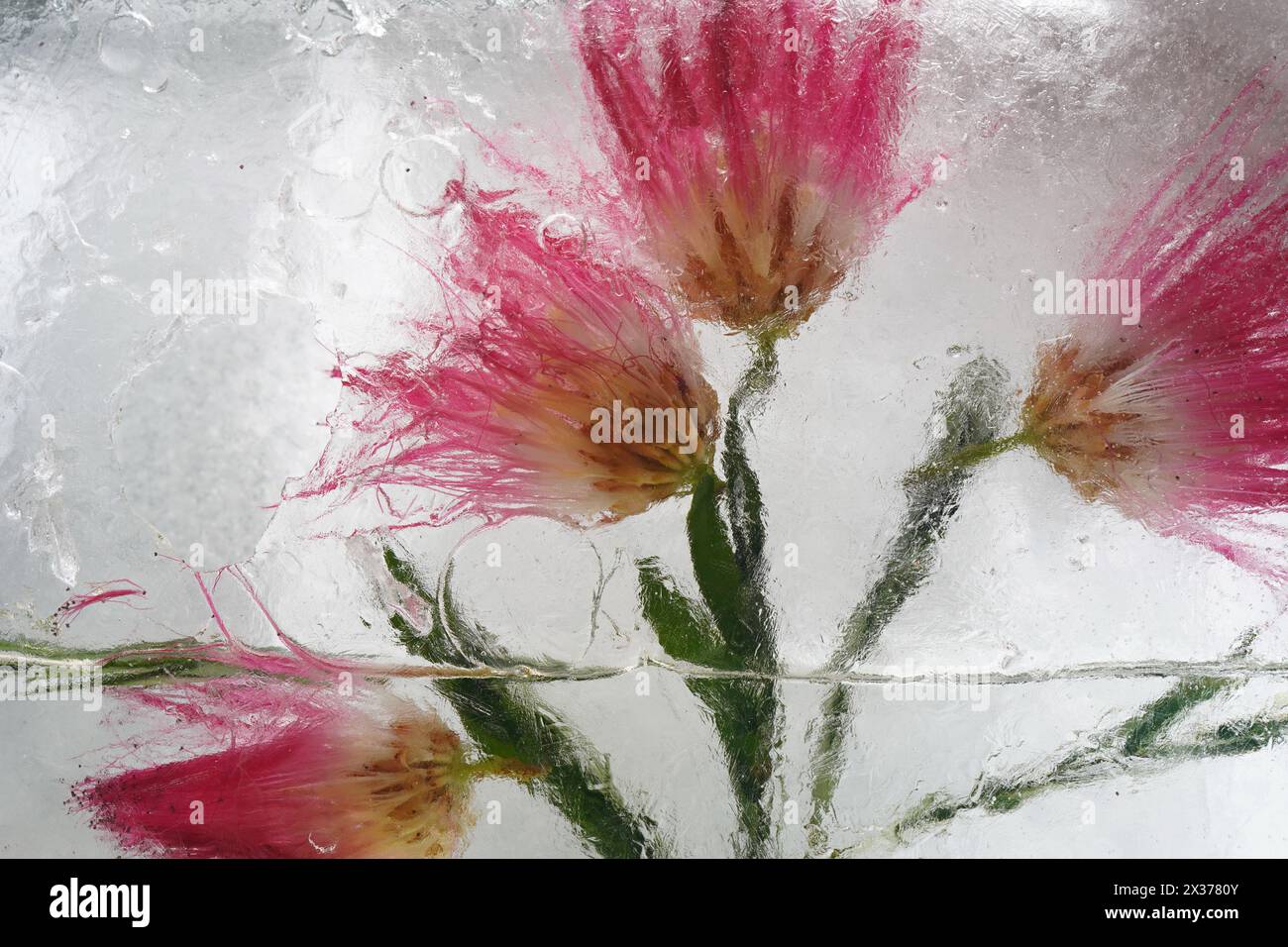 Background of a flower in ice with air bubbles. Stock Photo