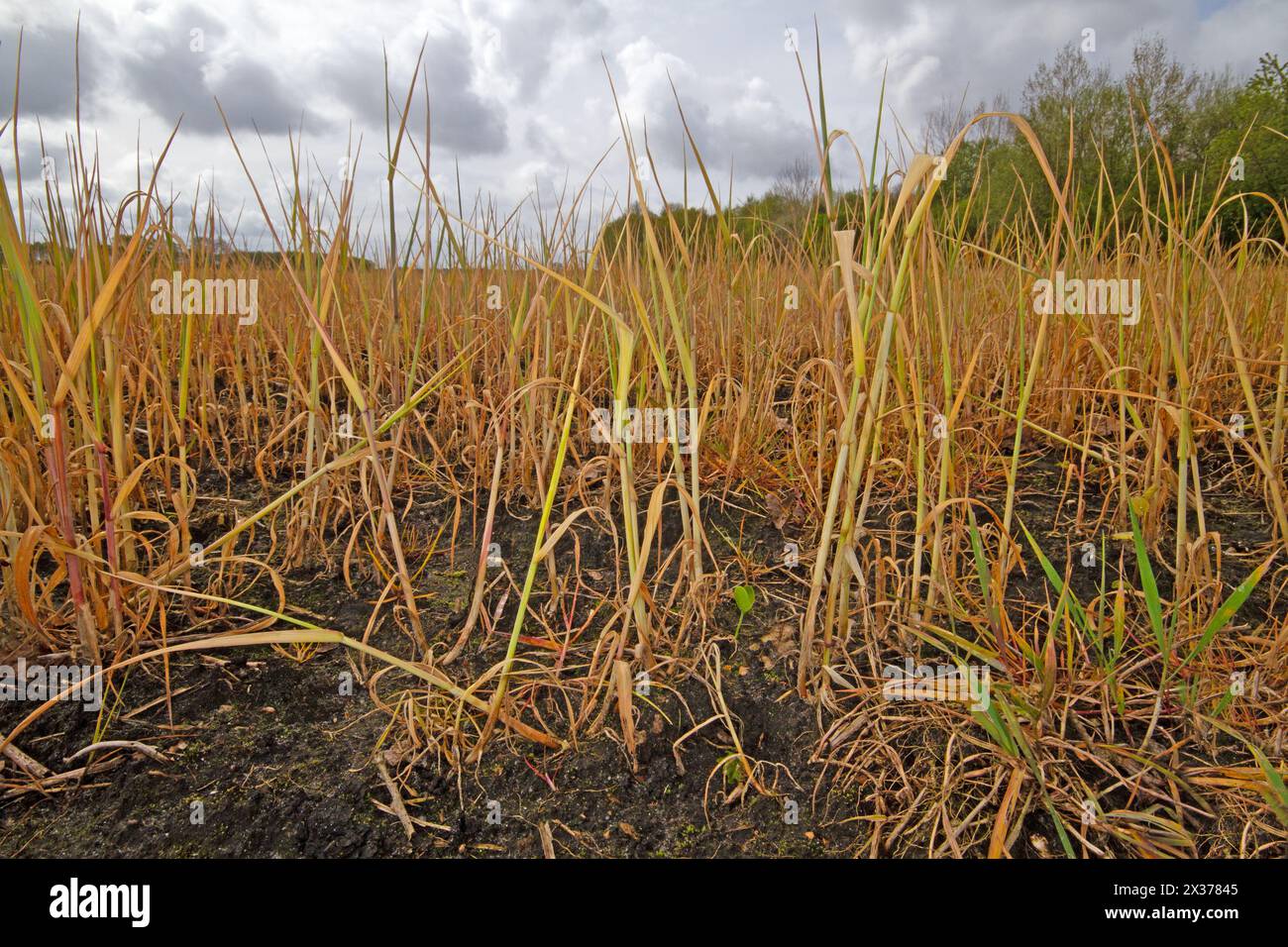 Effect of glyphosate herbicide sprayed on autumn-sown grain, low point of view Stock Photo