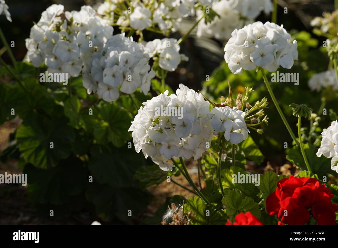 White geranium bloomed in spring. Stock Photo