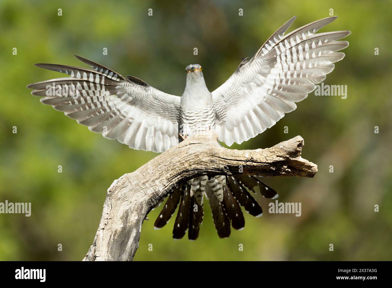 Common Cuckoo landing on his favorite watchtower within his breeding territory in the last light of a spring afternoon Stock Photo