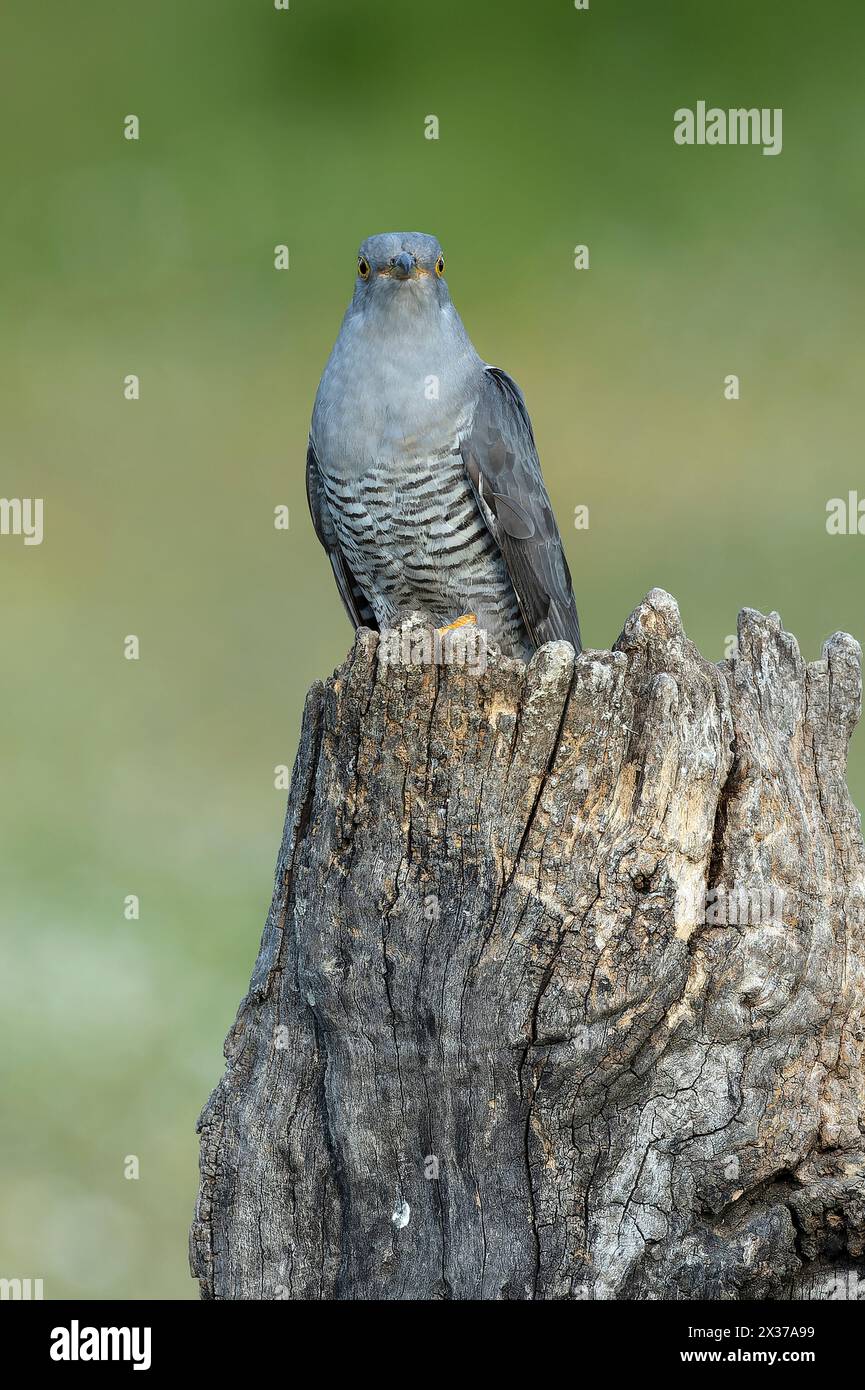 Common Cuckoo on his favorite watchtower within a Mediterranean forest ...