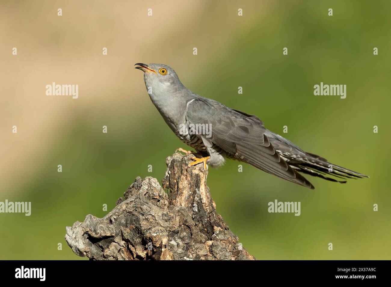 Common Cuckoo on his favorite watchtower within a Mediterranean forest in his breeding territory with the last lights of a spring afternoon Stock Photo