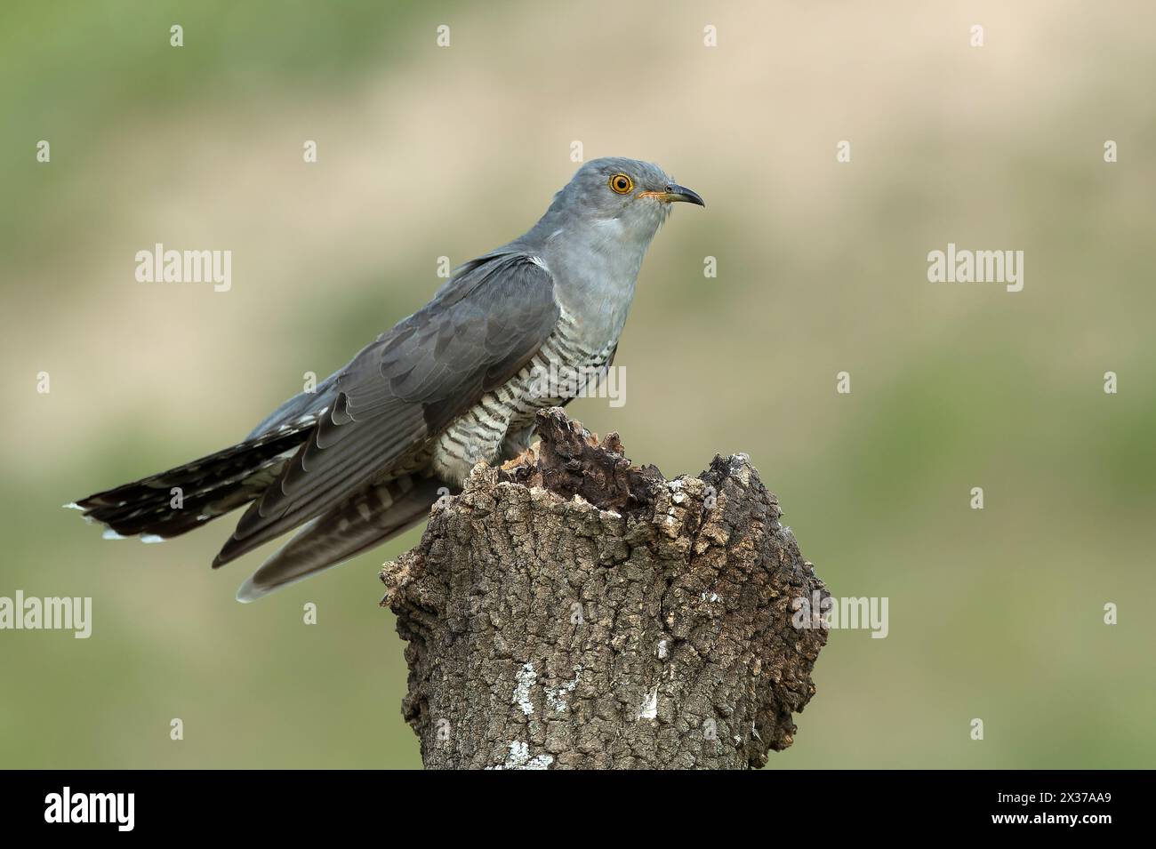 Common Cuckoo on his favorite watchtower within a Mediterranean forest in his breeding territory with the last lights of a spring afternoon Stock Photo