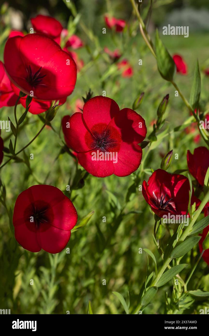 Closeup of the crimson flowers of a patch of flowering flax (Linum grandiflorum) (vertical) Stock Photo