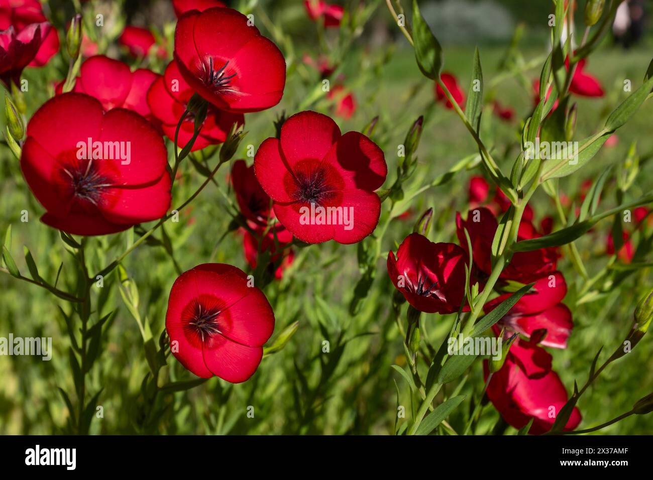 Closeup of the crimson flowers of a patch of flowering flax (Linum grandiflorum) Stock Photo