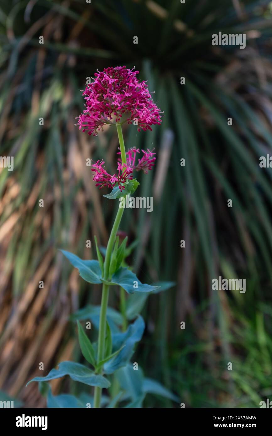 Closeup of the intense purplish pink little flowers on a stem of a red valerian (Centranthus ruber) in the spring (vertical) Stock Photo
